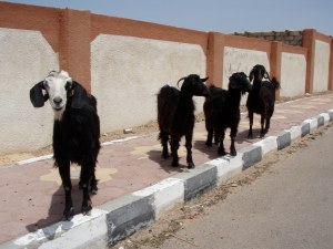 Goats on the pavement