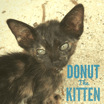 Donut the kitten, Pulah Weh, Indonesia