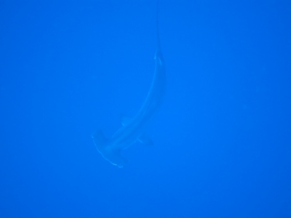 Thanks to Justine for the photo!