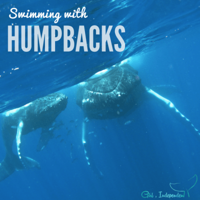  Swimming with Humpback mothers and their babies – totally humbling and life affirming