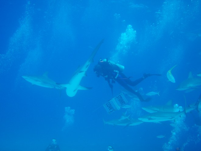 Dive feeder arriving