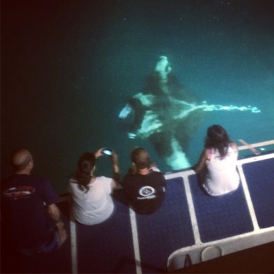 Evening manta watching