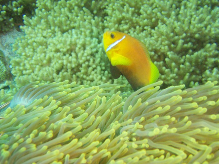 Anemone fish, Kuredu Exoress