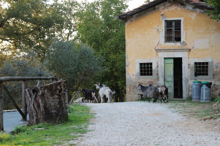 The goats in Pian di Fiume are included