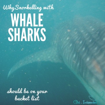 Snorkelling with Whalesharks