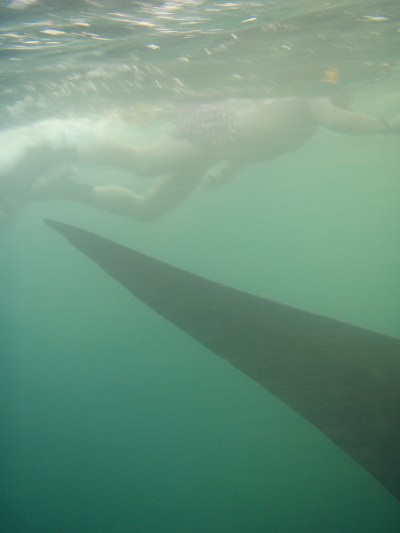 Whaleshark tail