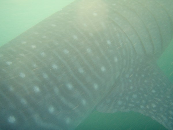 Alongside the whaleshark